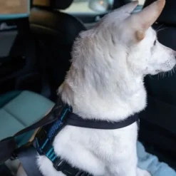 Crash Tested Hundesele