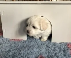 Ollipet Puppy Home | OUTLET