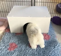 Ollipet Puppy Home | OUTLET
