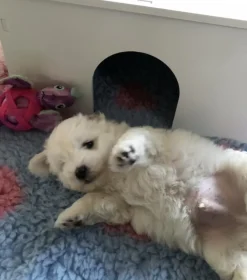Ollipet Puppy Home | OUTLET